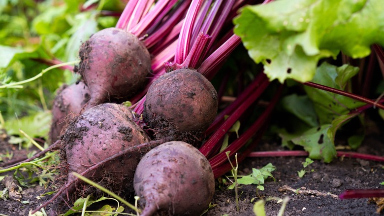 fresh beets in garden