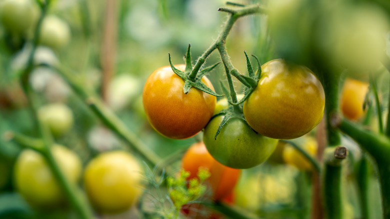 tomatoes growing