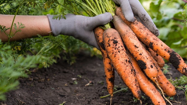 harvesting carrots