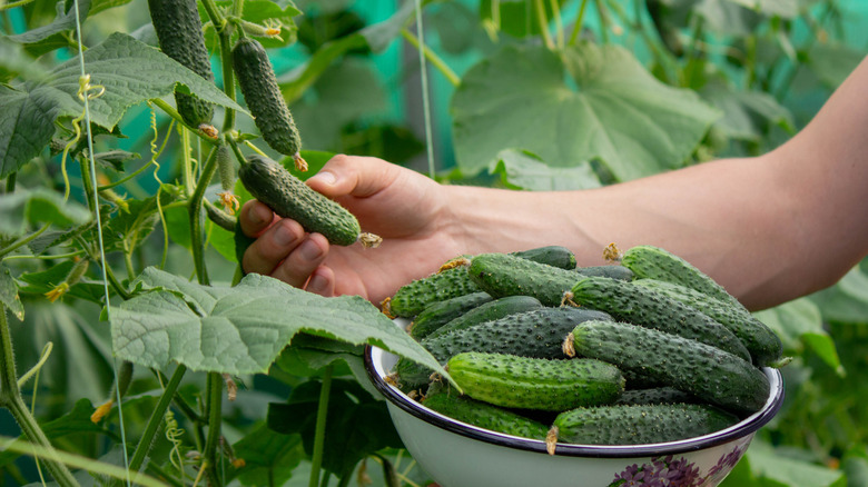 gardener harvesting cucumbers