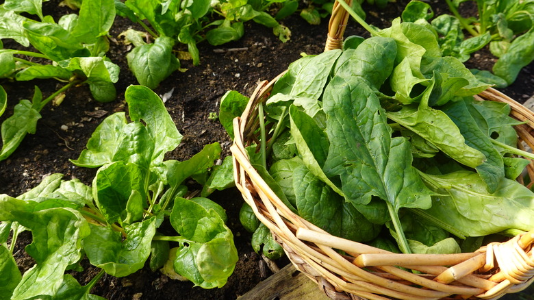 spinach being harvested