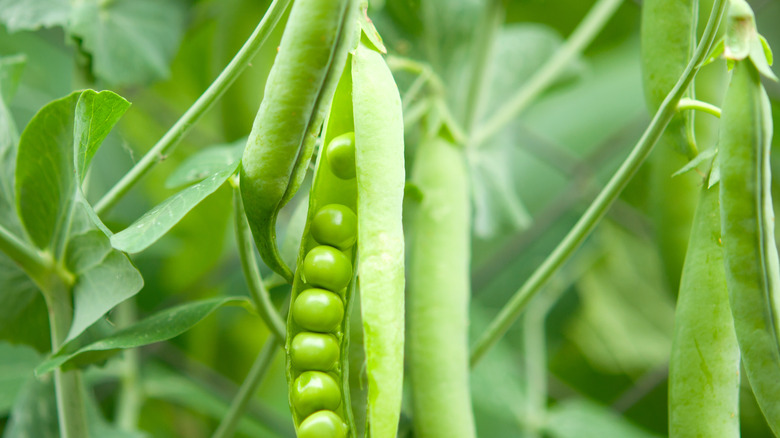 peas growing in garden