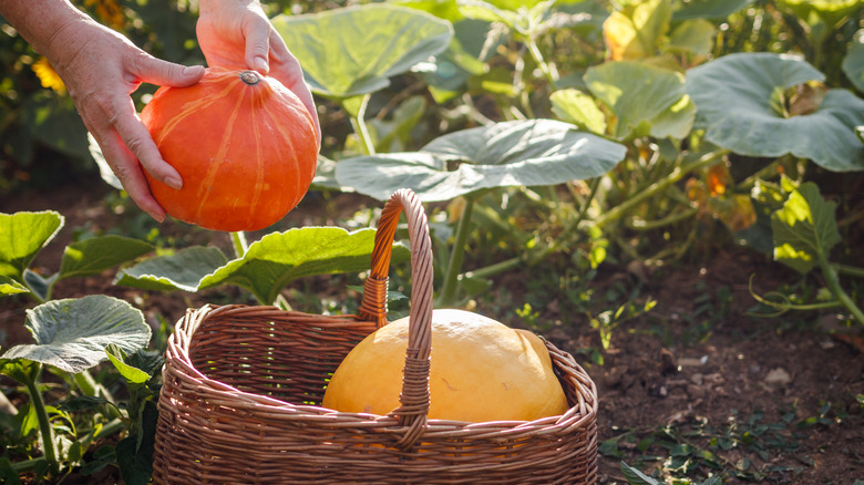 pumpkins in garden