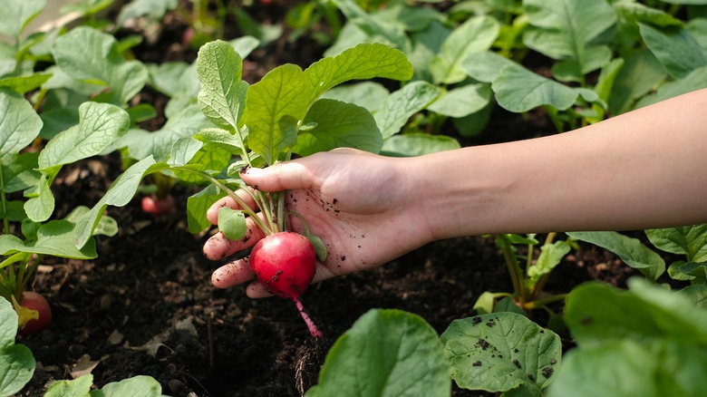 fresh radish being picked