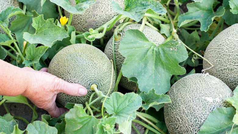 melons in garden