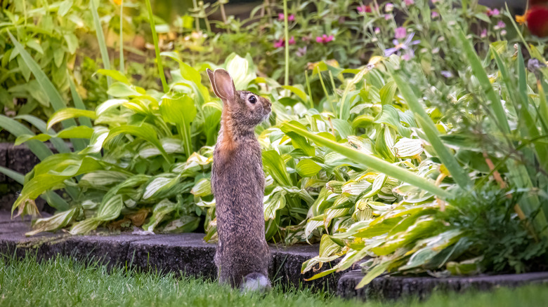 wild rabbit looking at garden