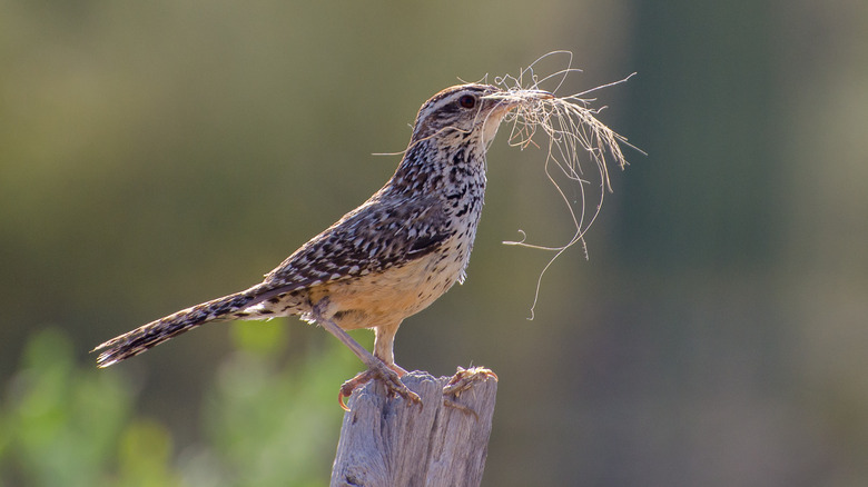 arizona bird holding grass