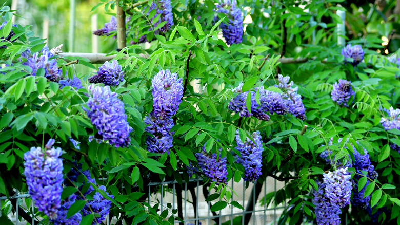 american wisteria with purple blooms growing through a fence