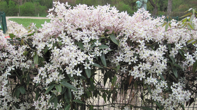 clematis armandi flowers growing on a fence