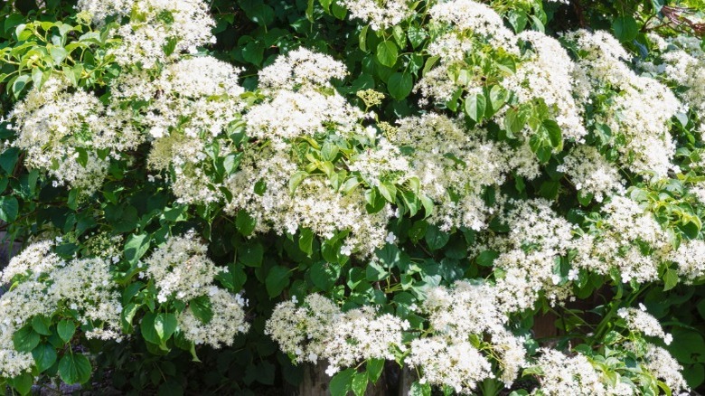 hydrangea arborescens near brick wall