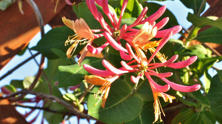 honeysuckle blooming on wooden trellis