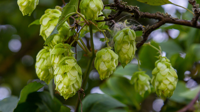 hops plant