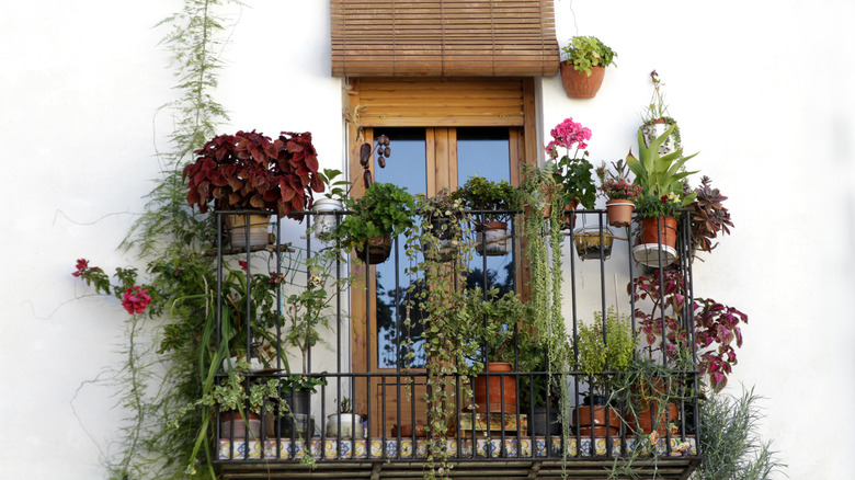 Various plants in pots on a balcony outdoors