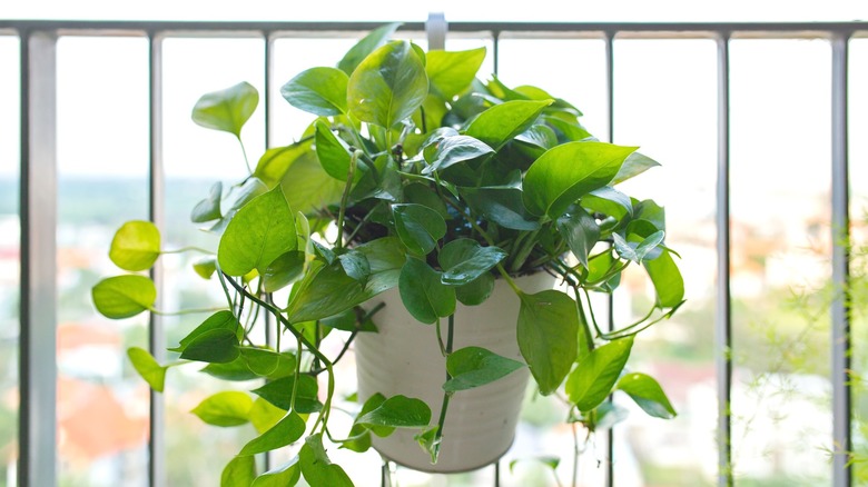 pothos in a pot on a balcony