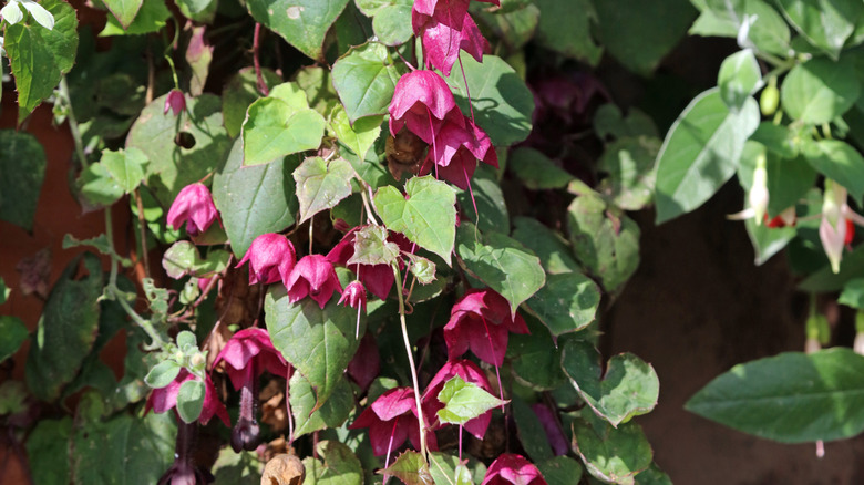 purple bell vine flowers