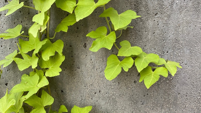 bright green sweet potato vine