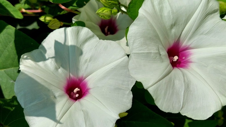 white wild potato vine flowers with pink centers