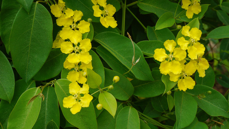 bright yellow butterfly vine flowers