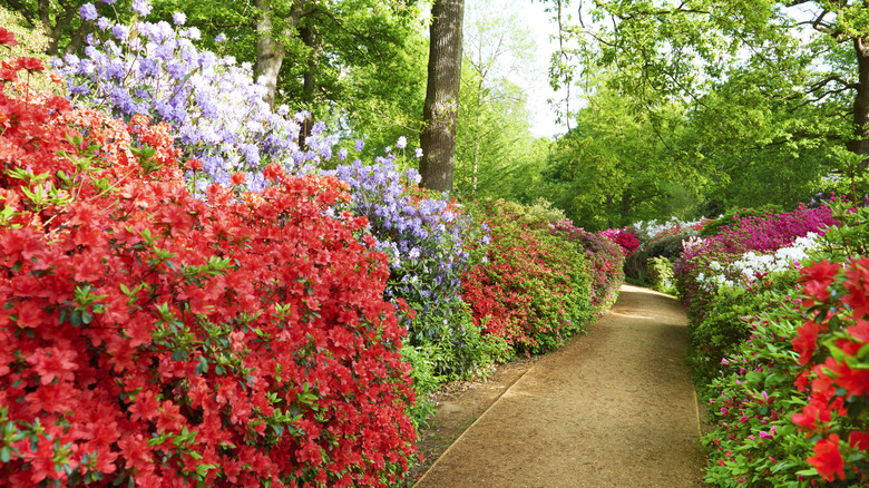 pink and purple flowers walkway