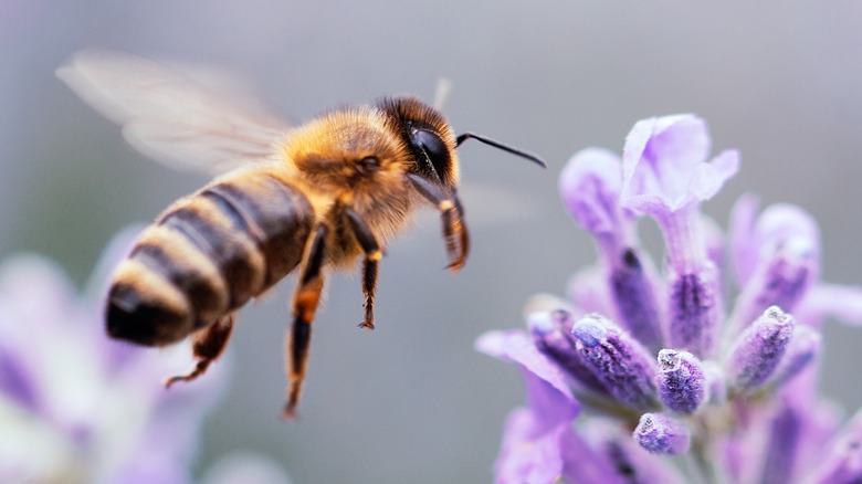 Bees and purple flowers 