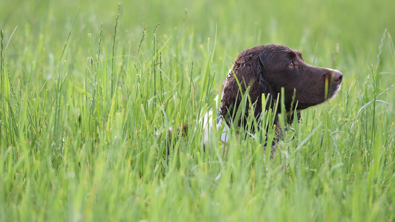 dog in tall grass