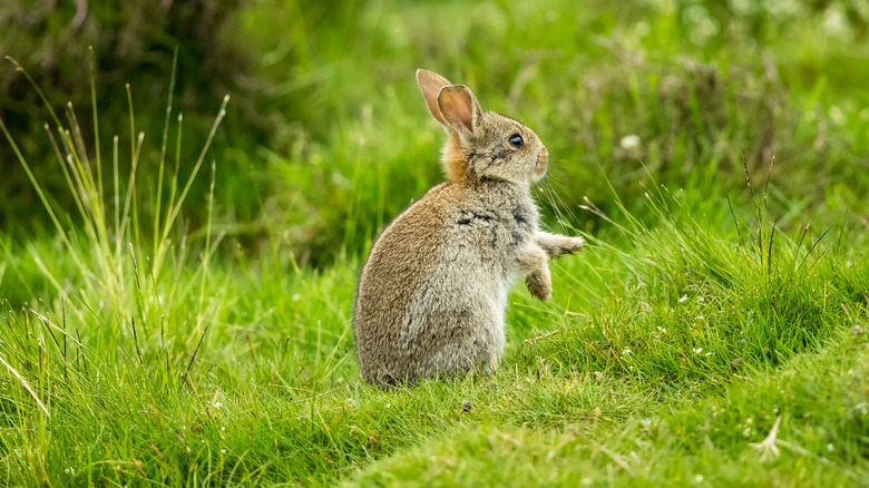 grass and bunny 