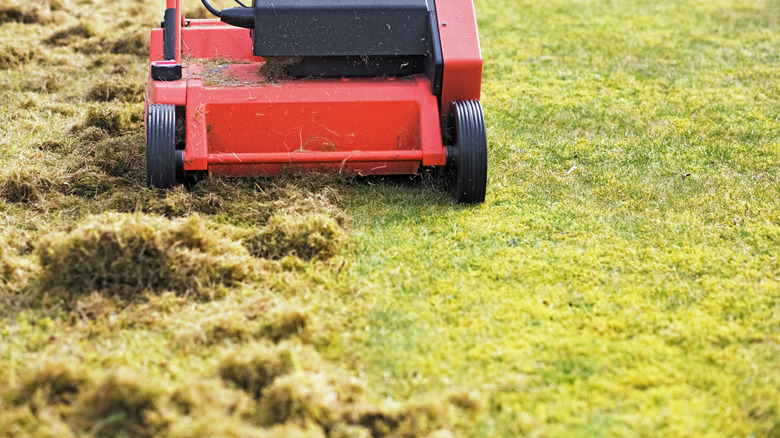 grass mulch with lawn mower