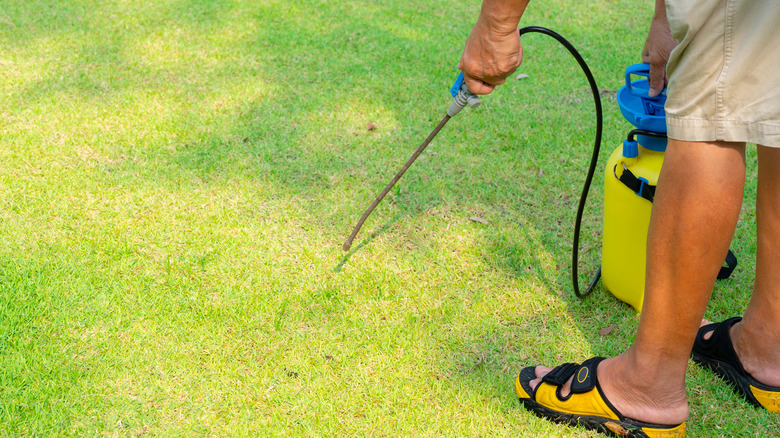 Using weed killer on grass