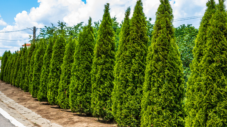 Row of arborvitae shrubs