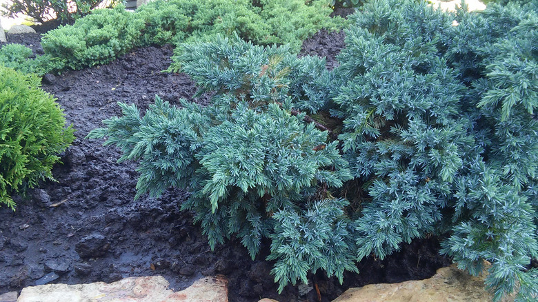 Blue star juniper