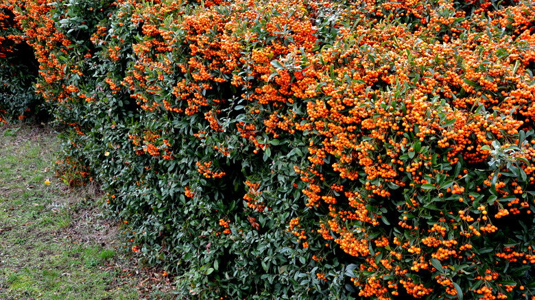 firethorn shrubs