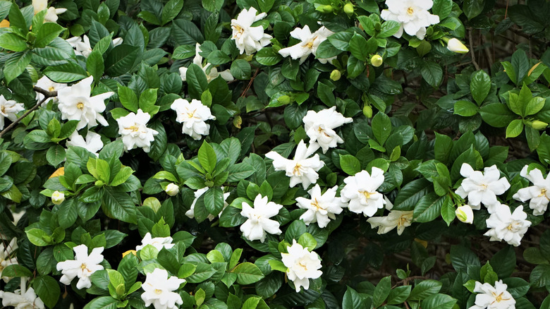 Blooming gardenia bush