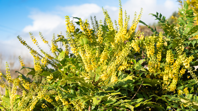 Mahonia