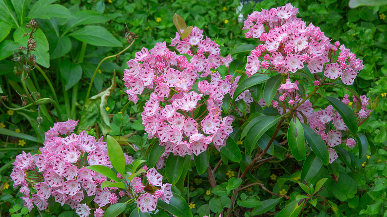 Mountain Laurel 