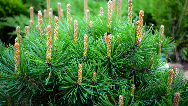 Dwarf mugo pine