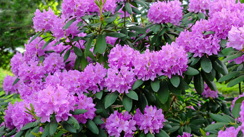 Rhododendron