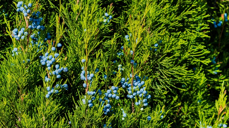 Bright blue juniper berries