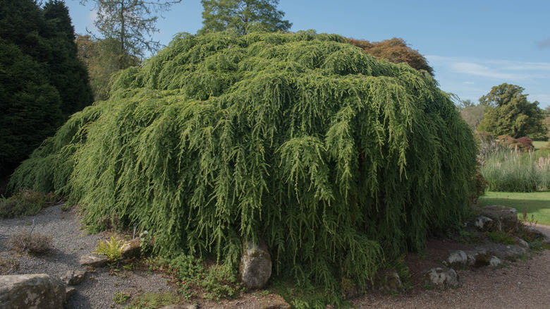 Dwarf weeping hemlock