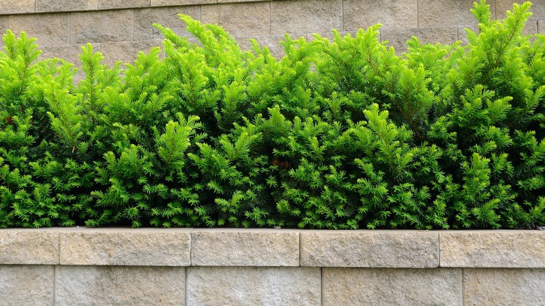 yew shrubs