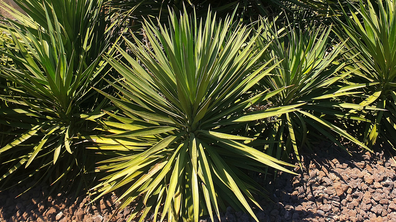 yucca plants