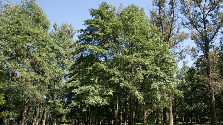 Black adler trees in a field