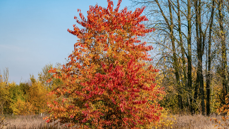 Black cherry (Prunus serotina) tree