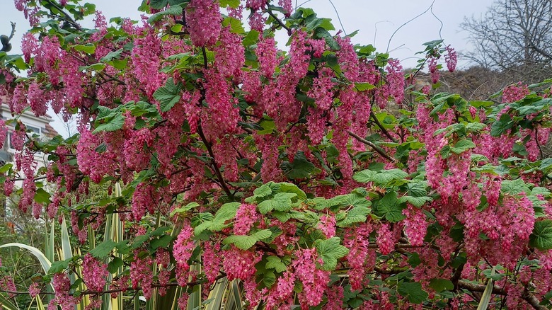 Blood currant (Ribes sanguineum) flowers in bloom