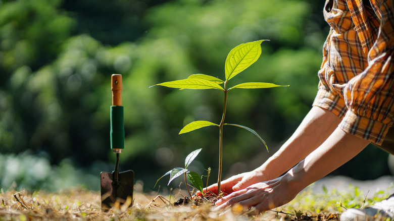 Woman planting a tree