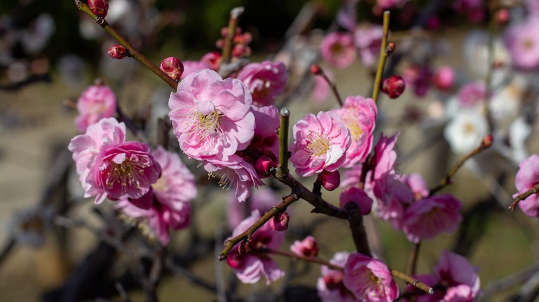 Japanese apricot bloom in spring