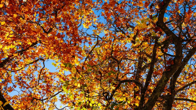 Sassafrass (Sassafras albidum) trees with red and yellow leaves