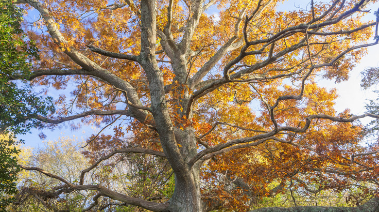 Scarlet oak (Quercus coccinea) branches and leaves in fall