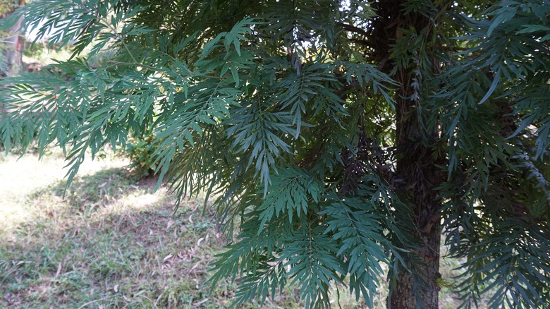 Silky oak tree