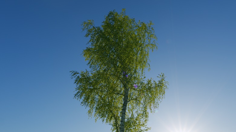 A betula lenta birch tree against a blue sky