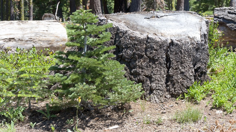 Grand fir (Abies grandis) tree growing next to a stump